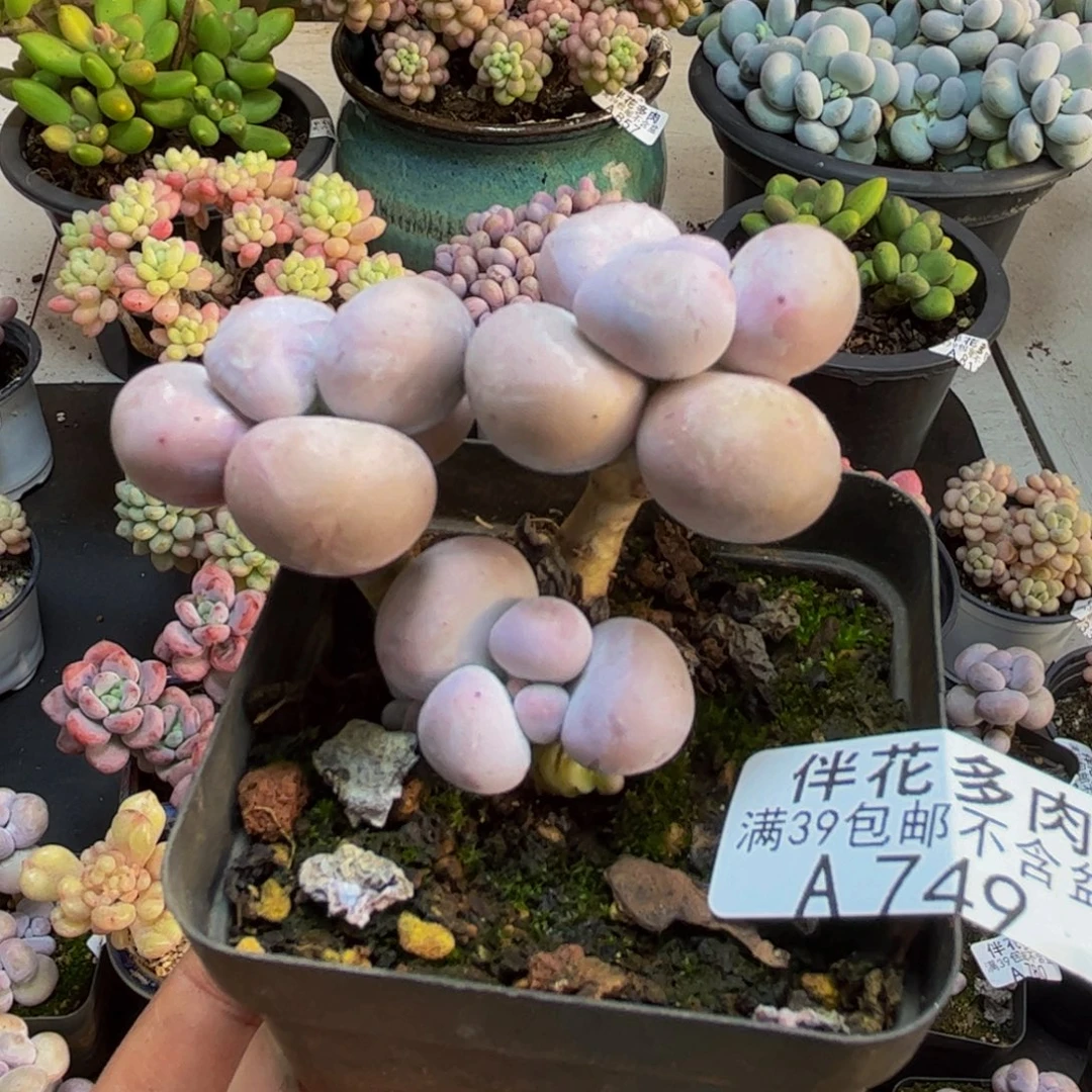 749芭比奶酪5cm多肉