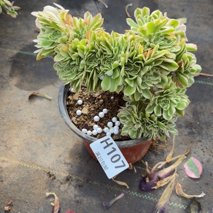 瑞妈多肉植物是107