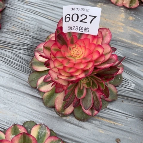 荔枝多肉的6027多肉