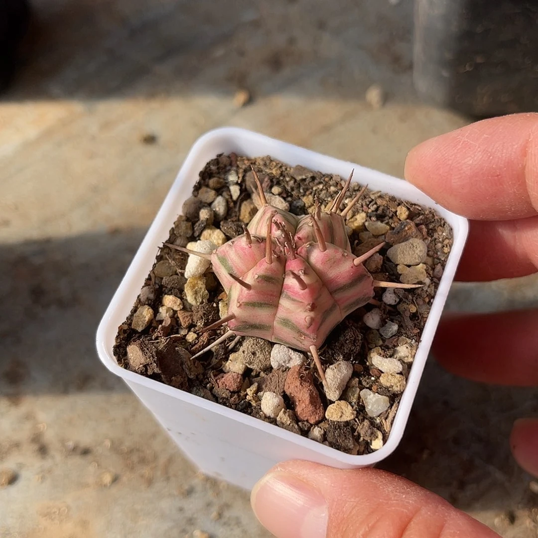 斑马锦仙人球一物一拍