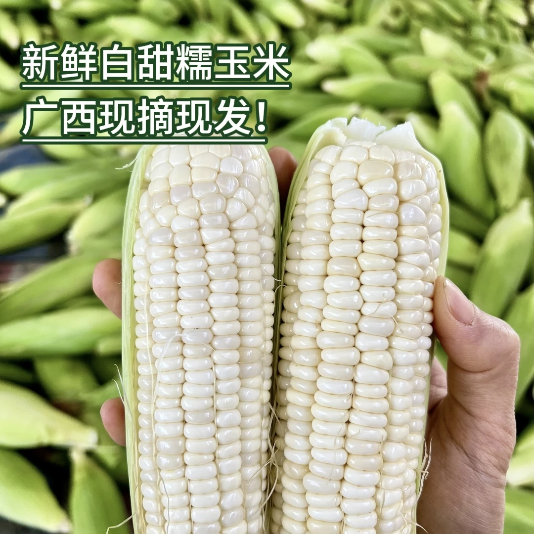 正宗广西百色玉米白甜糯玉米棒带壳带叶露天种植新鲜现摘甜玉米