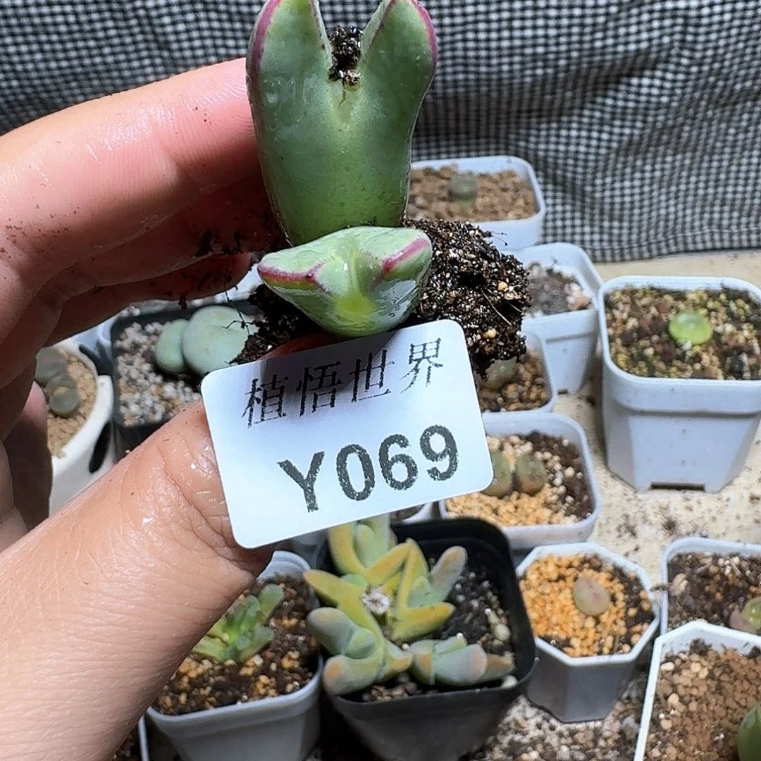 069号多多肉植物哇风格