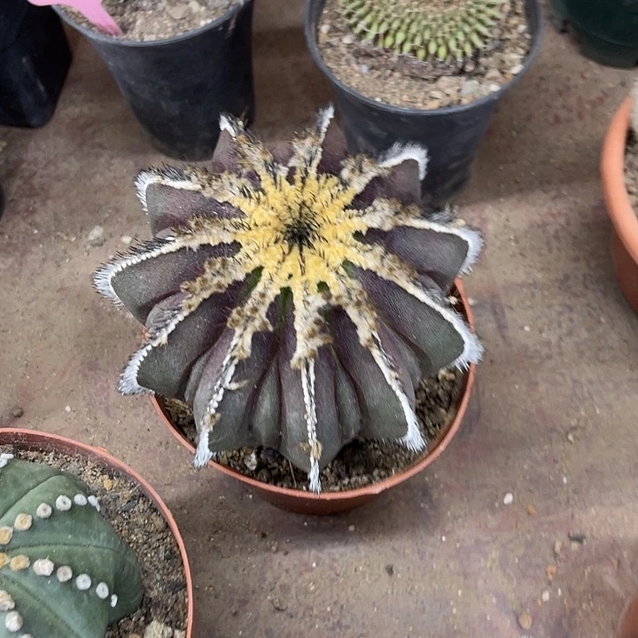 无花朵仙人球开花仙人球上