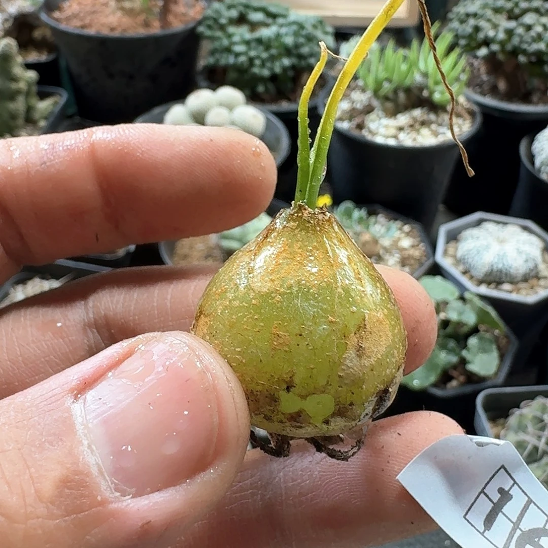 164大苍角殿脱土发货