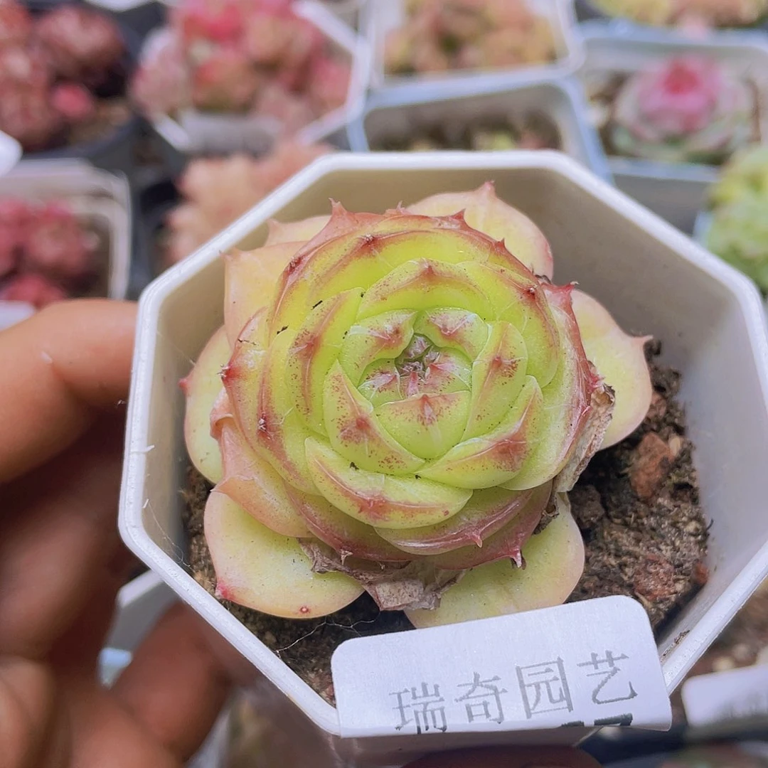 000000000000067量拍