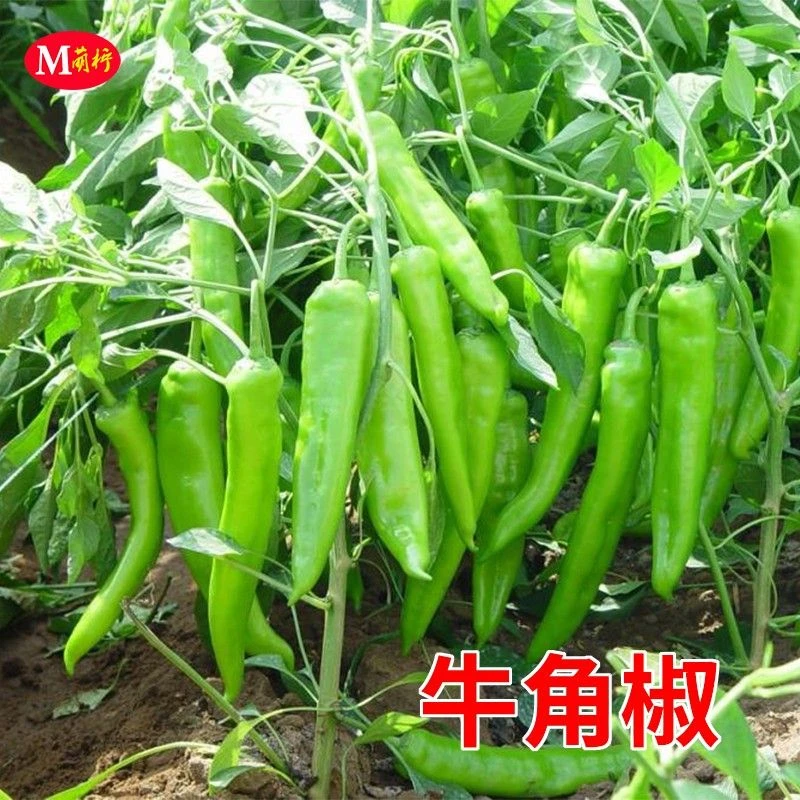 特大牛角椒秧苗羊角椒青秧苗辣椒苗微辣高产四季盆栽辣椒苗批发