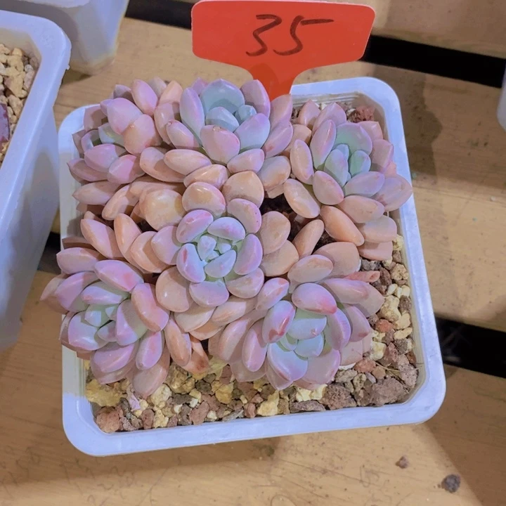 M****g这么多事不给人家