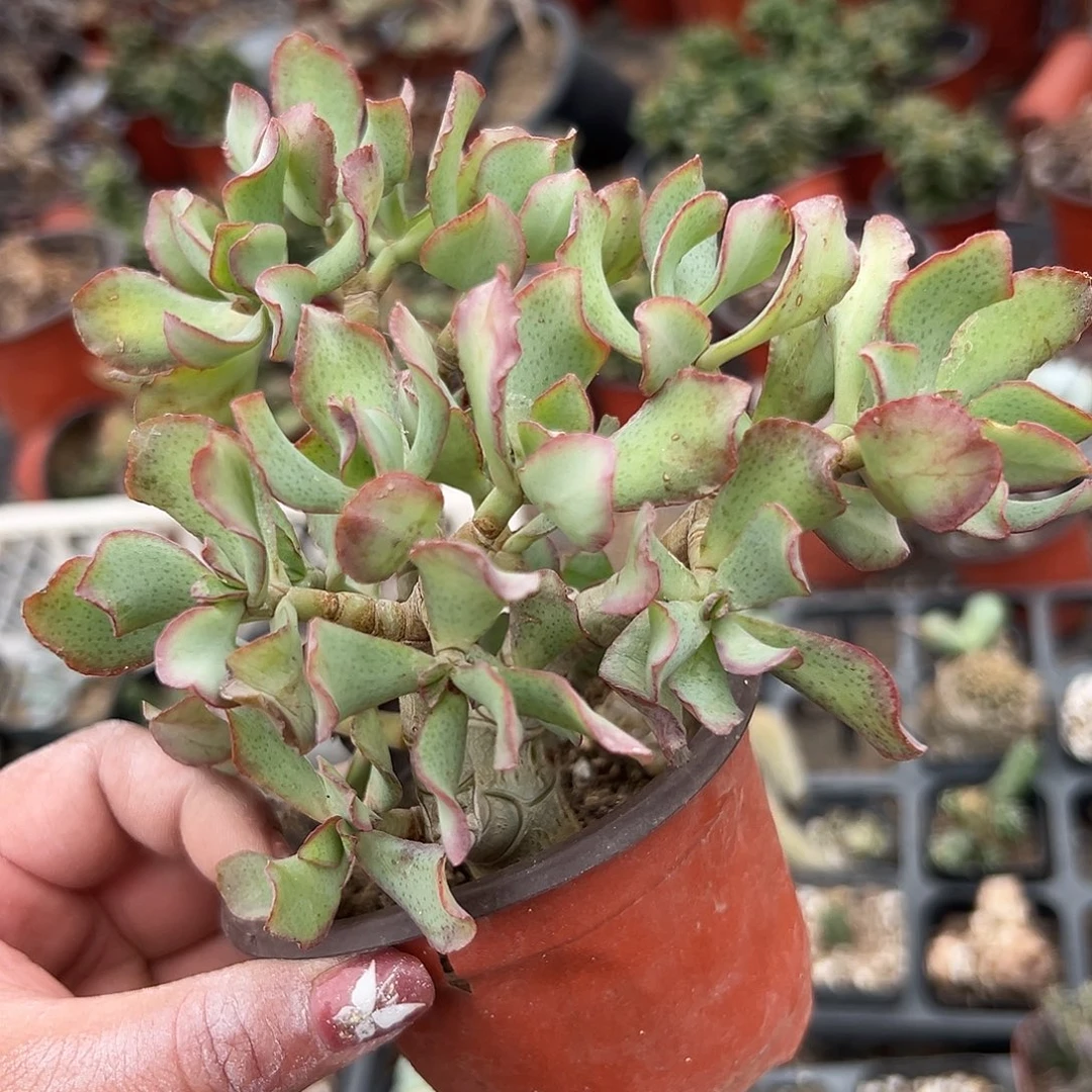 多肉植物多肉植物