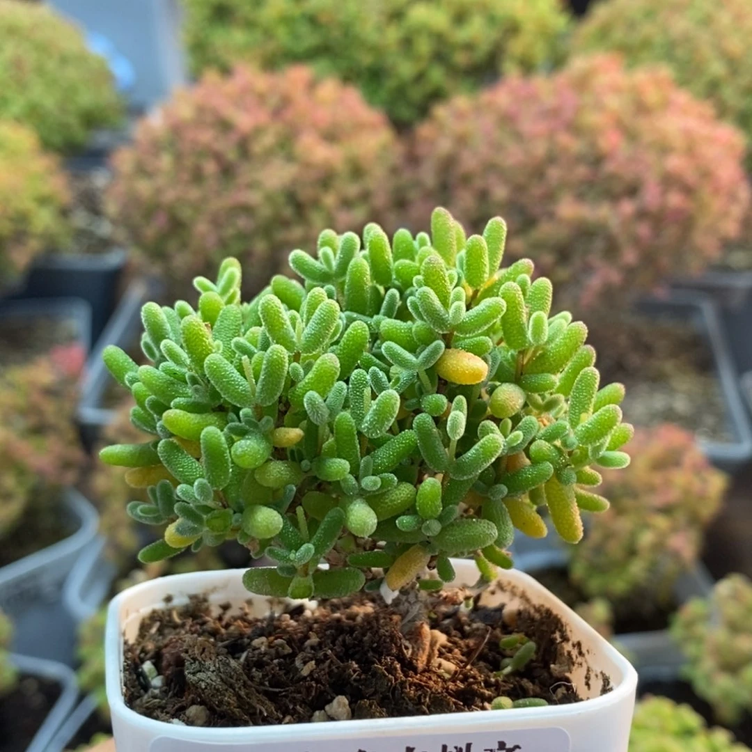 蜜橘糖球2799枝干番杏