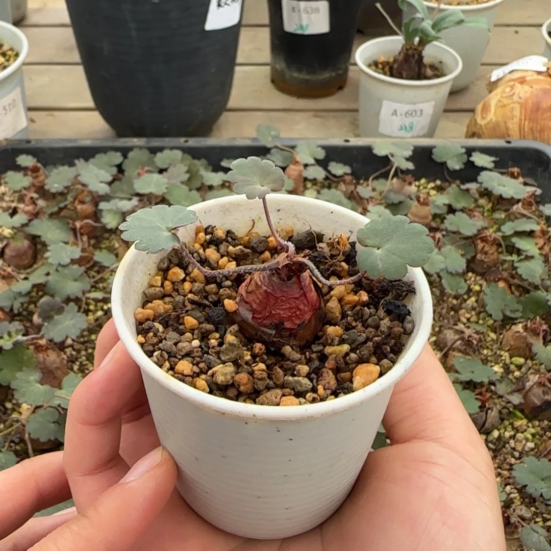 15肾叶洋葵块根植物