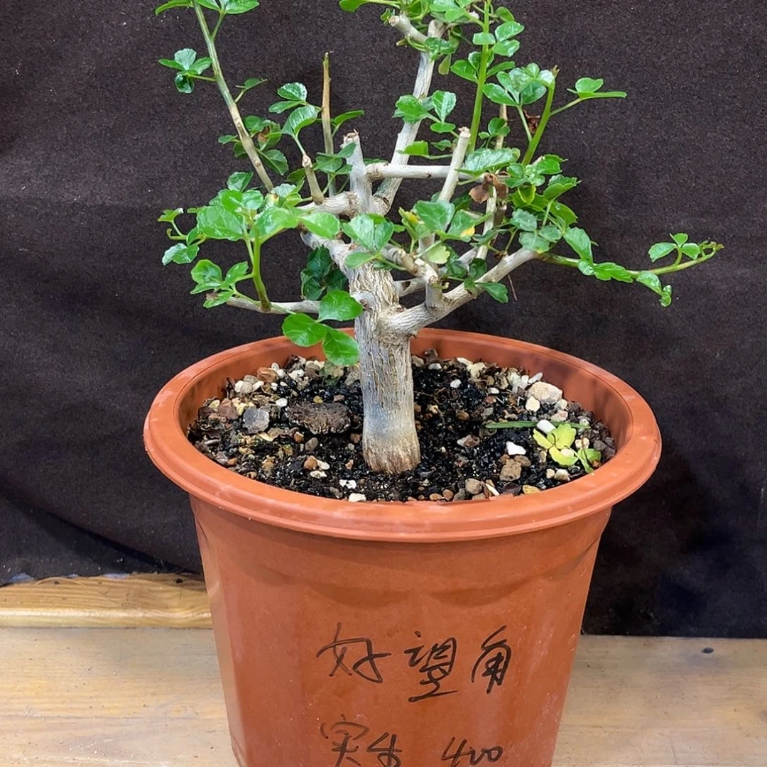 优选好望角，实生，树型