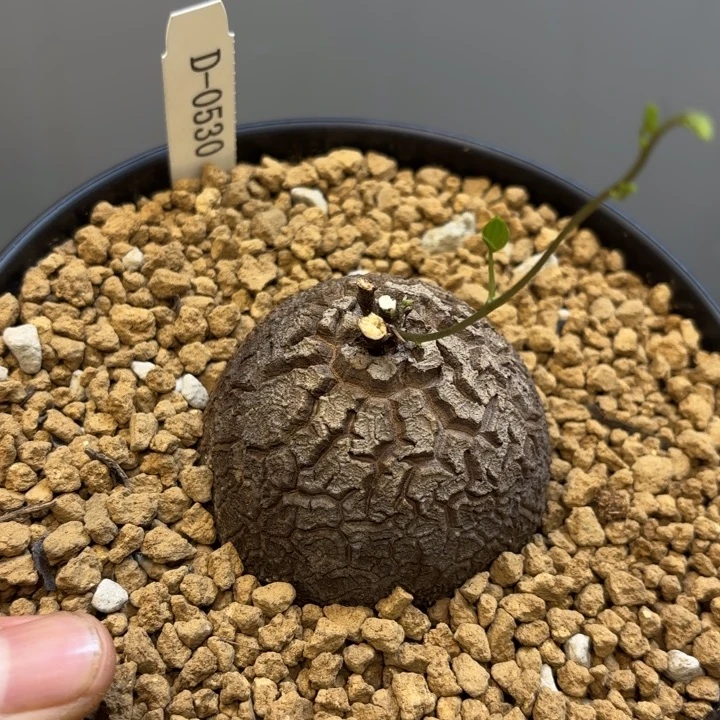 0530 南非龟甲龙带盆包邮