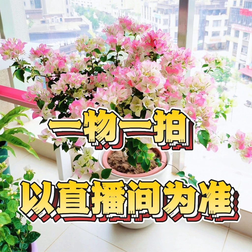 三角梅一物一拍【下单备注手机后4位】