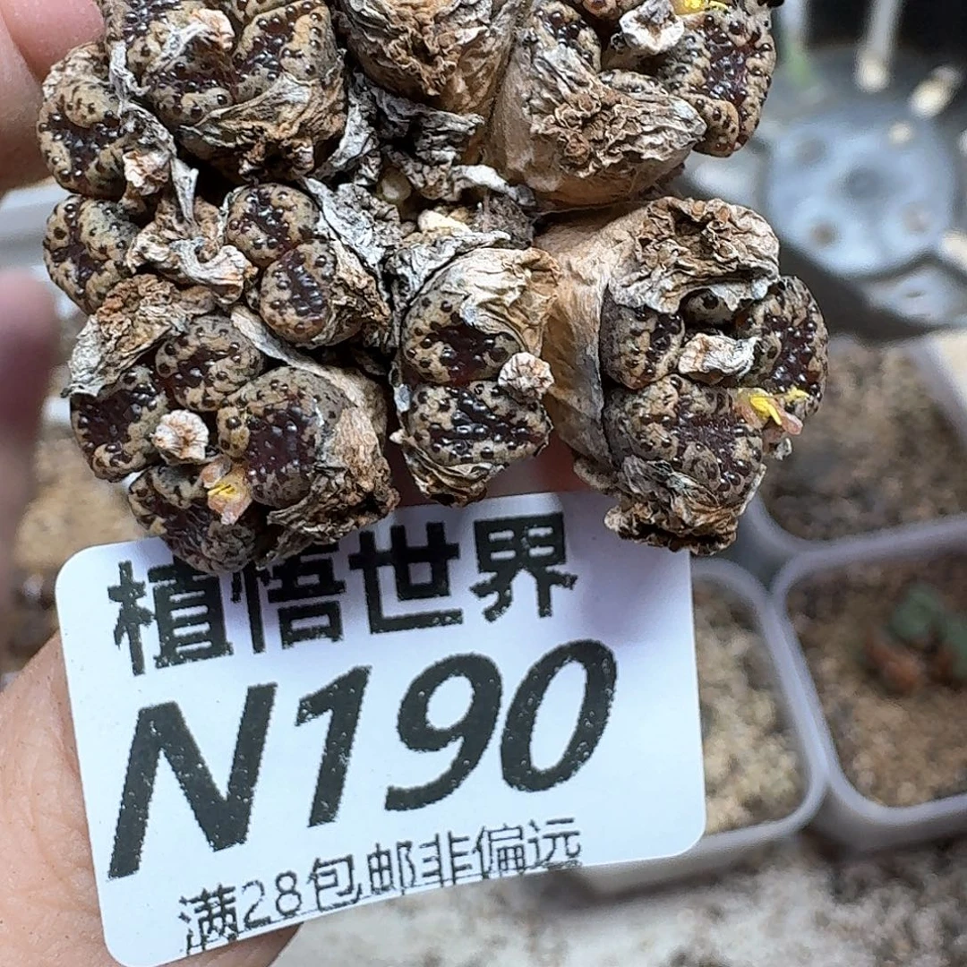 多肉植物的润泽地方