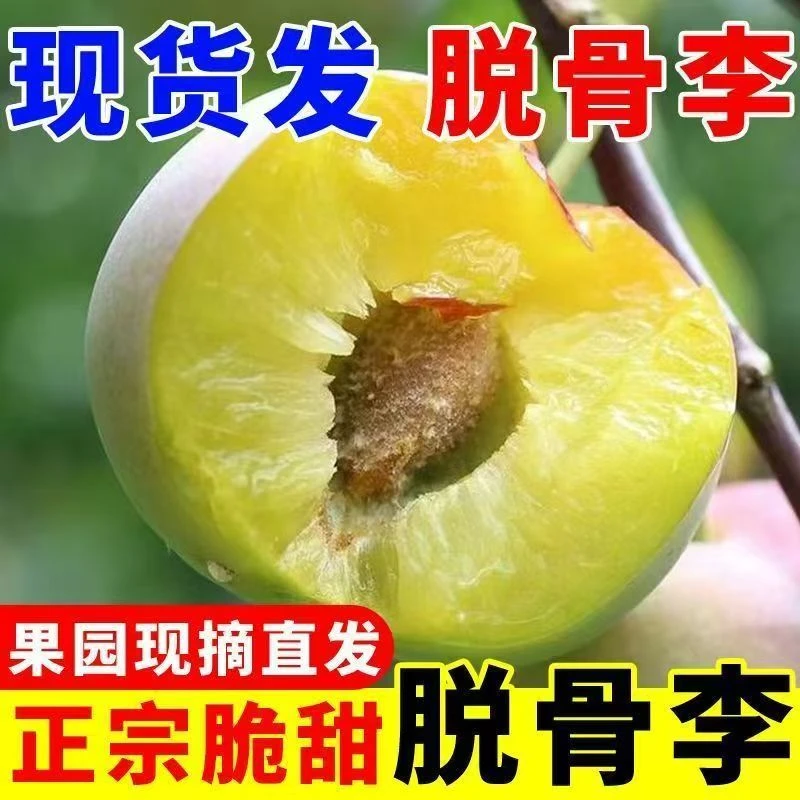 正宗脱骨李重庆巫山脆李当季新鲜水果李子红茵李AA+