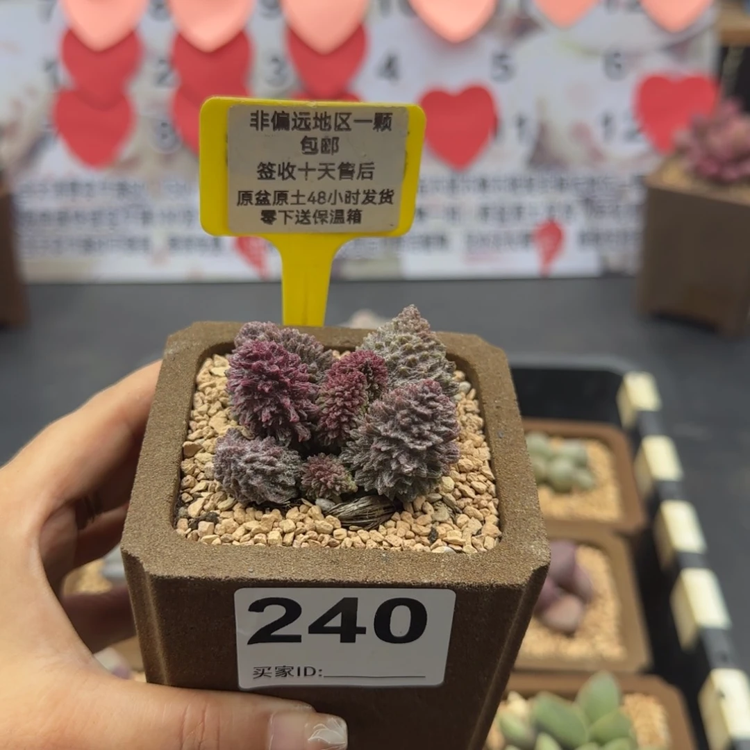 240朱紫玉多肉植物