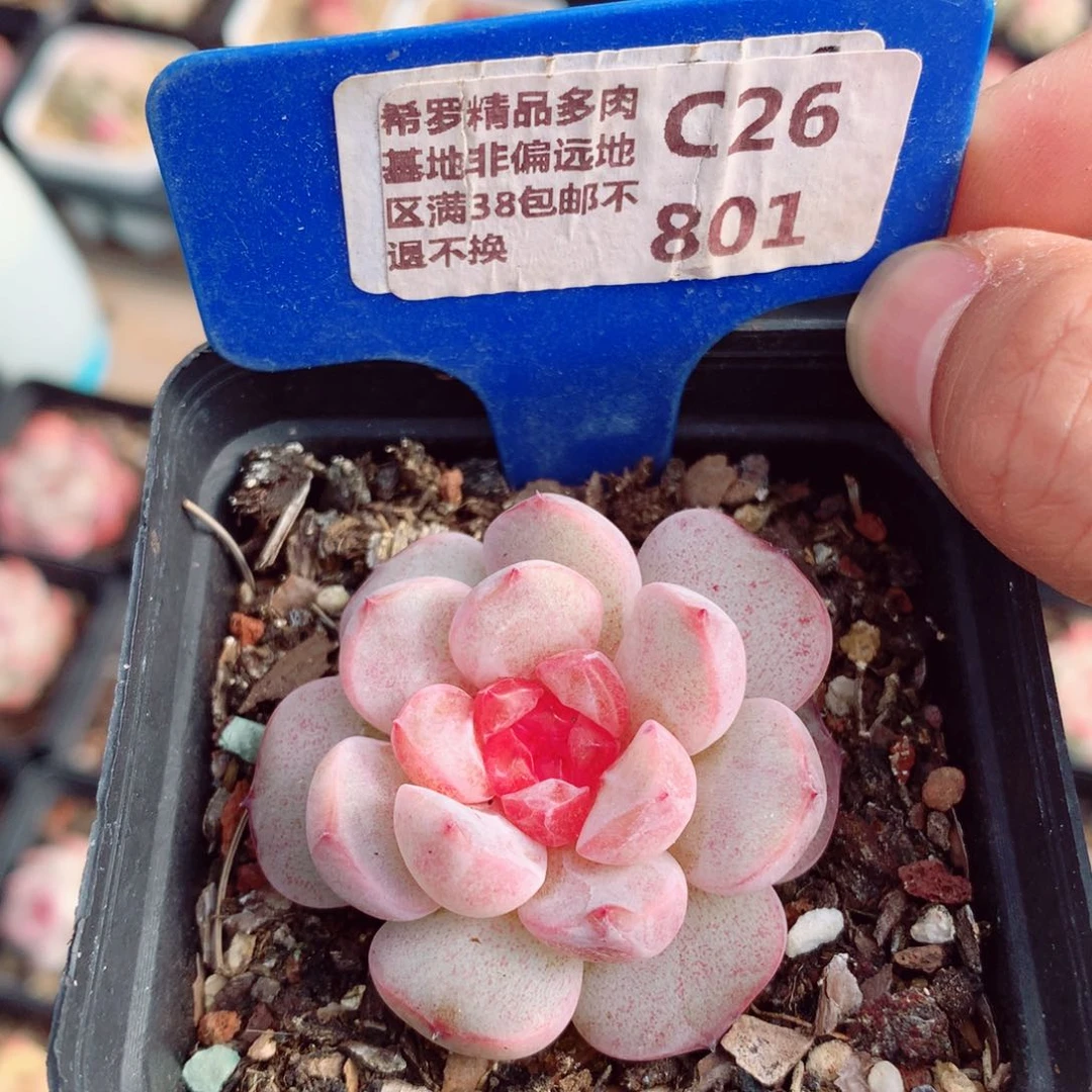 梦幻珍妮5cm多肉植物