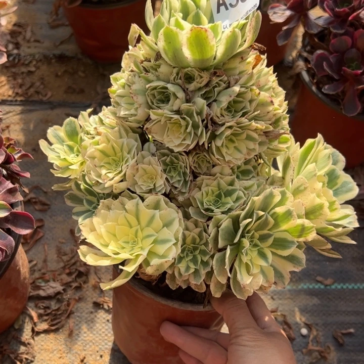 迈巴赫多肉植物354.
