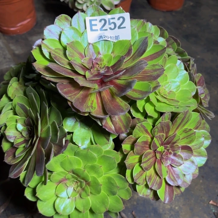 瑞妈多肉植物，252花月夜