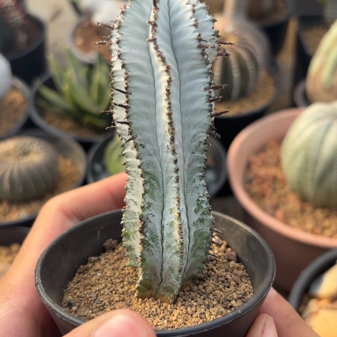 完全开放超白衣ggggg