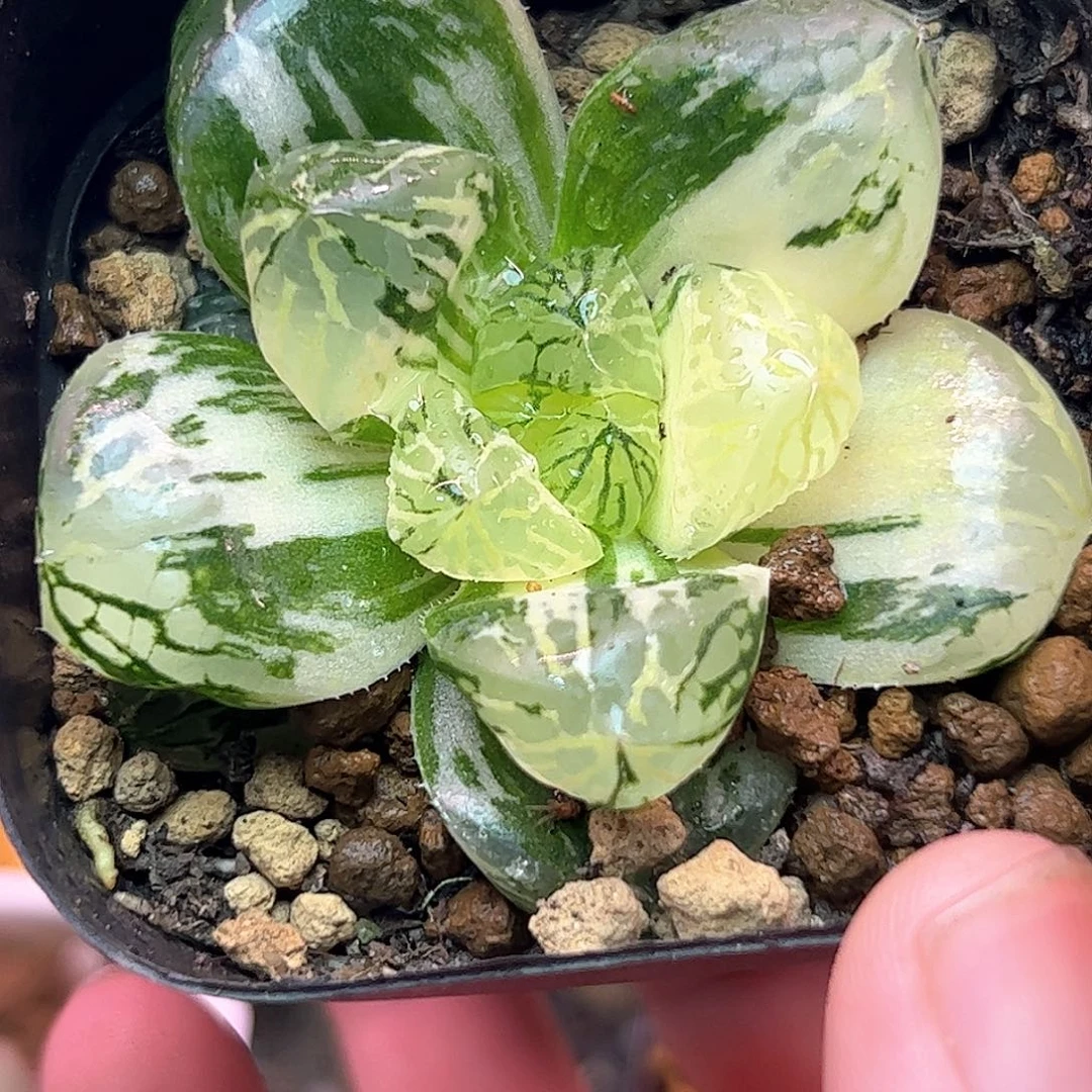 马琳锦十二卷多肉六公分