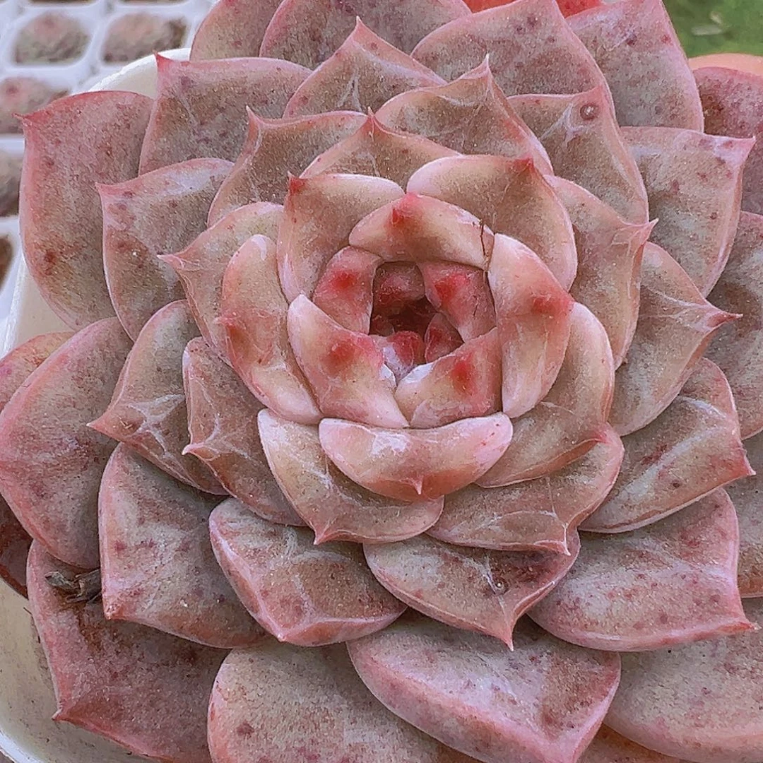 星愿19包邮多肉植物