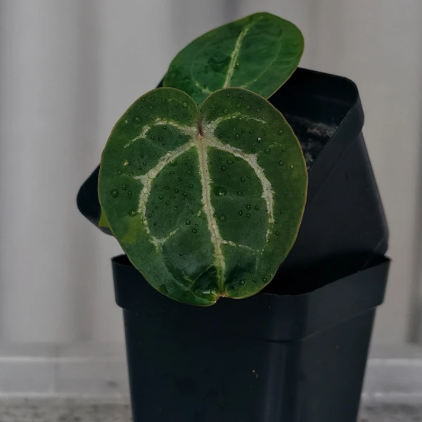 自繁  美版skg银红X红色骨纹  花烛小苗