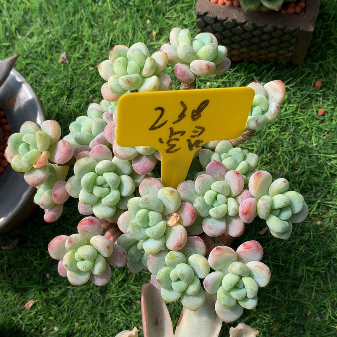 随***心多肉植物72737373783