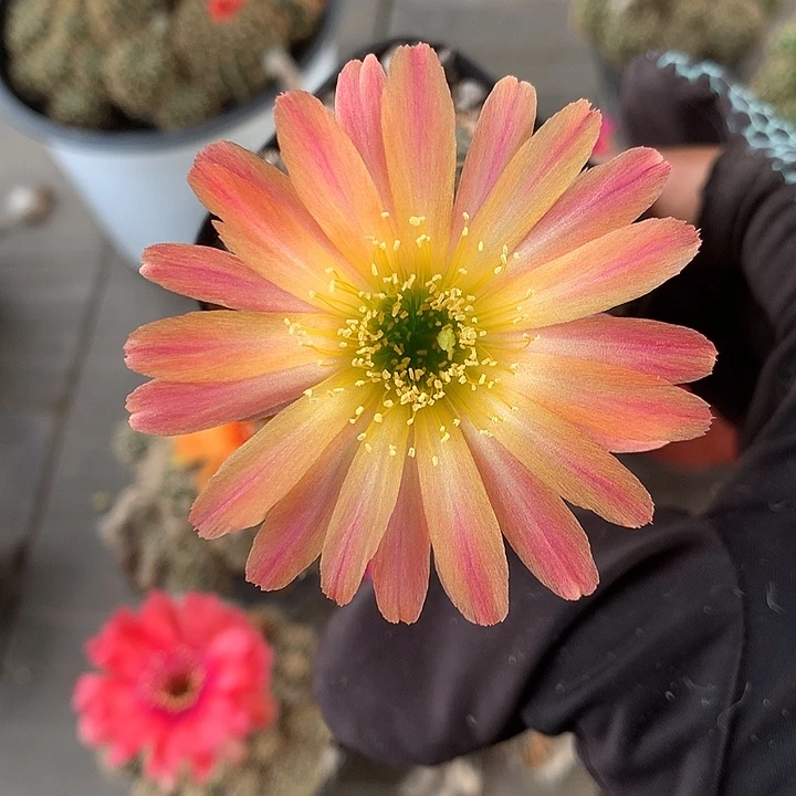 760 侧芽自根丽花6厘米盆