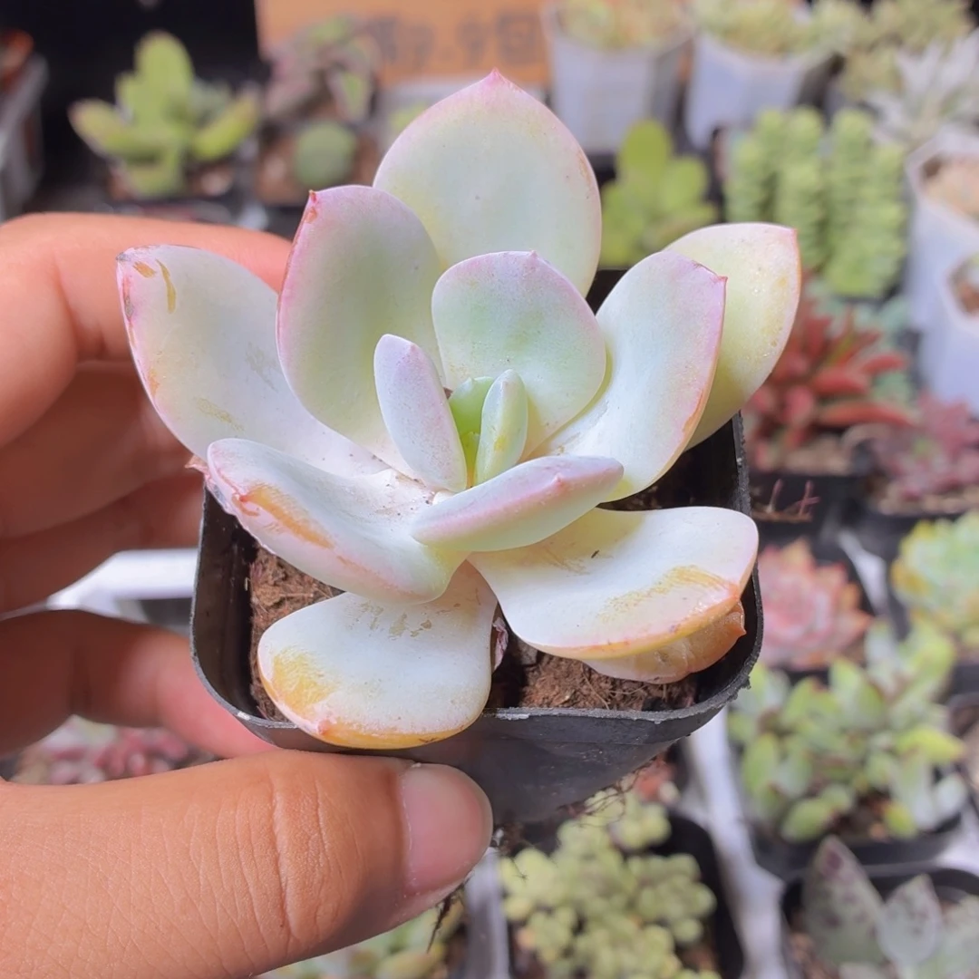 奶茶多肉9.9包邮发货