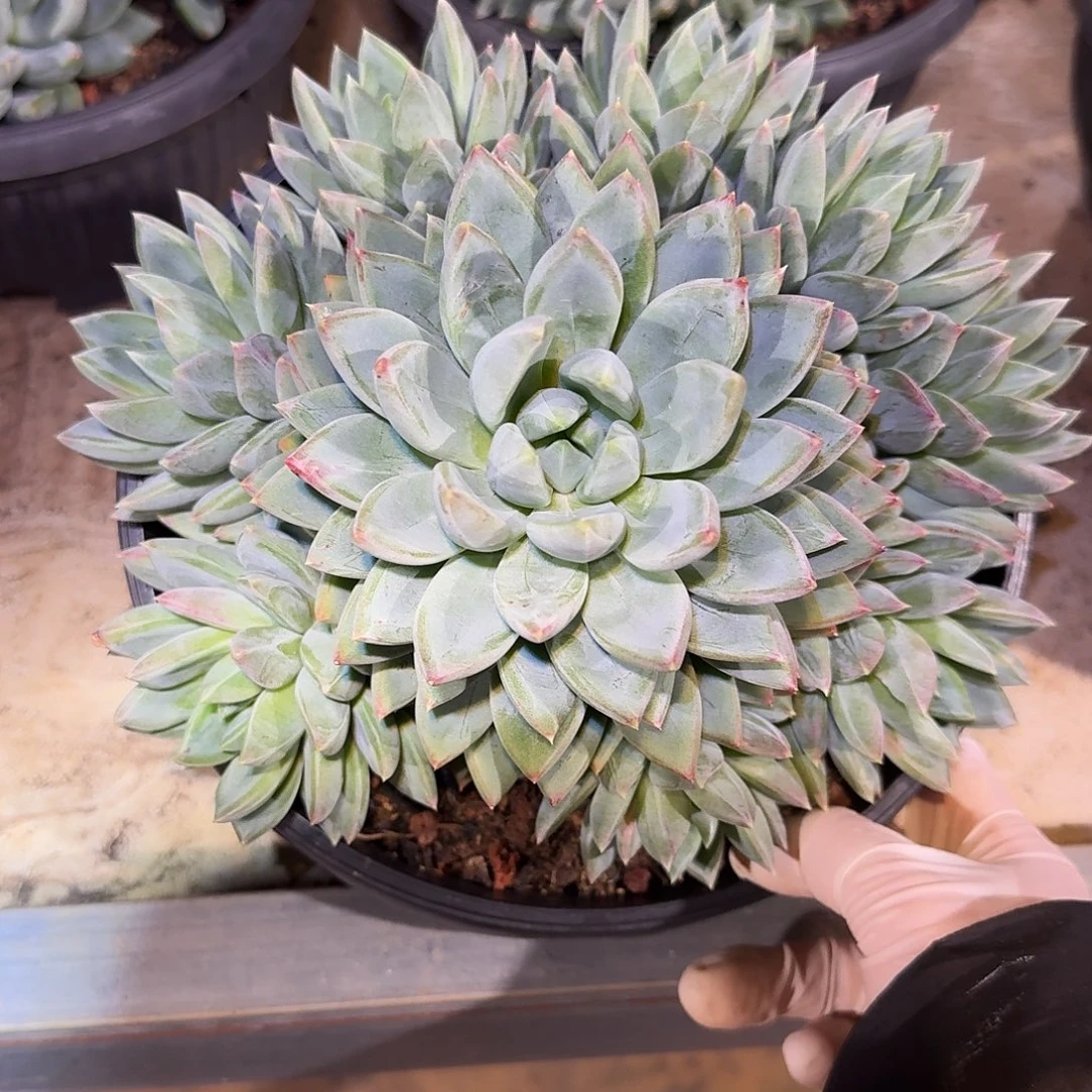 红蛋美人整无砍捧花