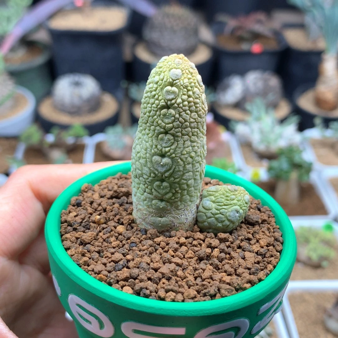 实生蛇凝蹄玉脱土