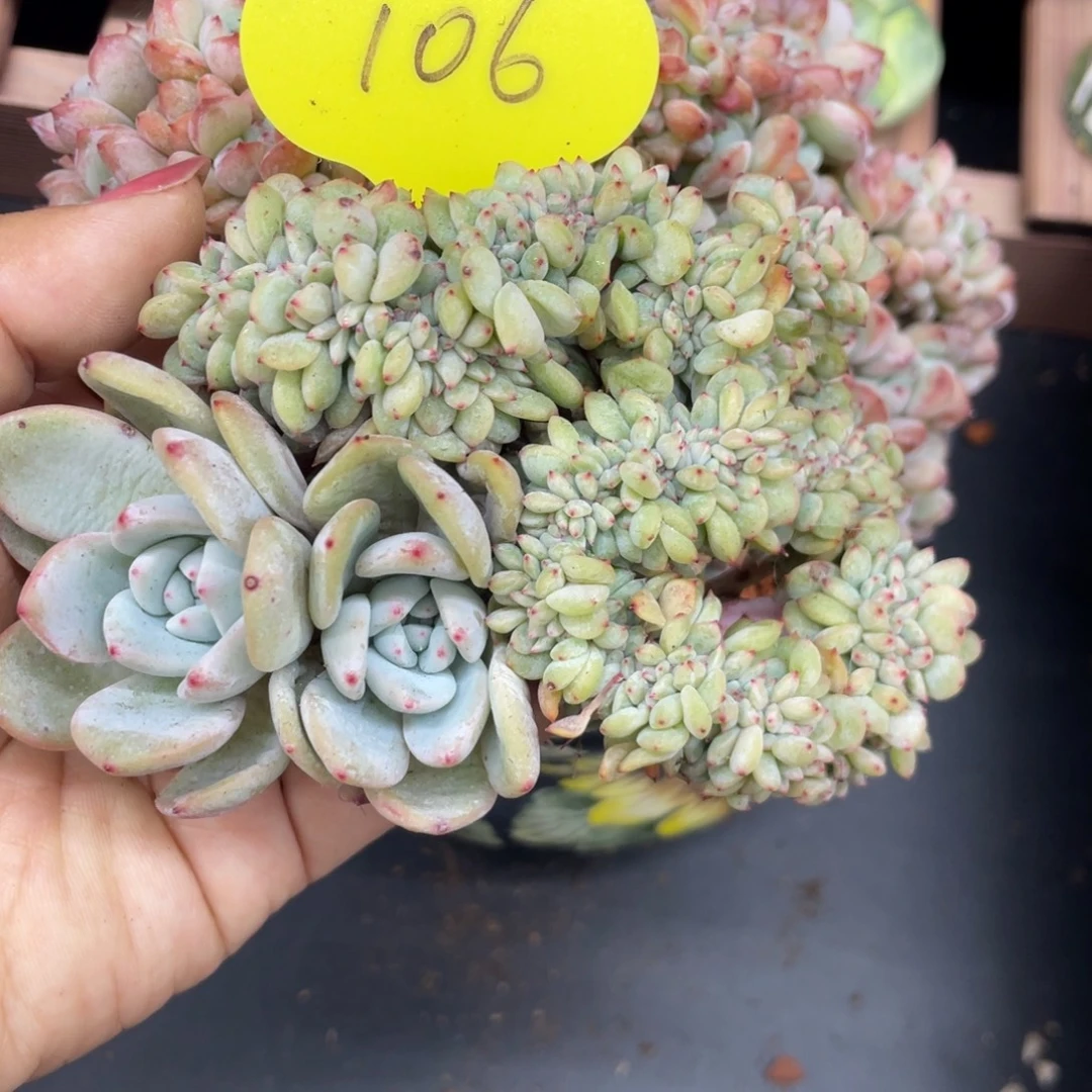 小圆脸星影缀化瑕疵106