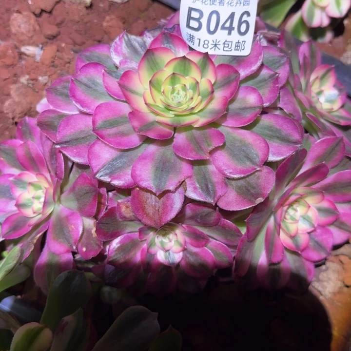 多肉法师淘宝福利