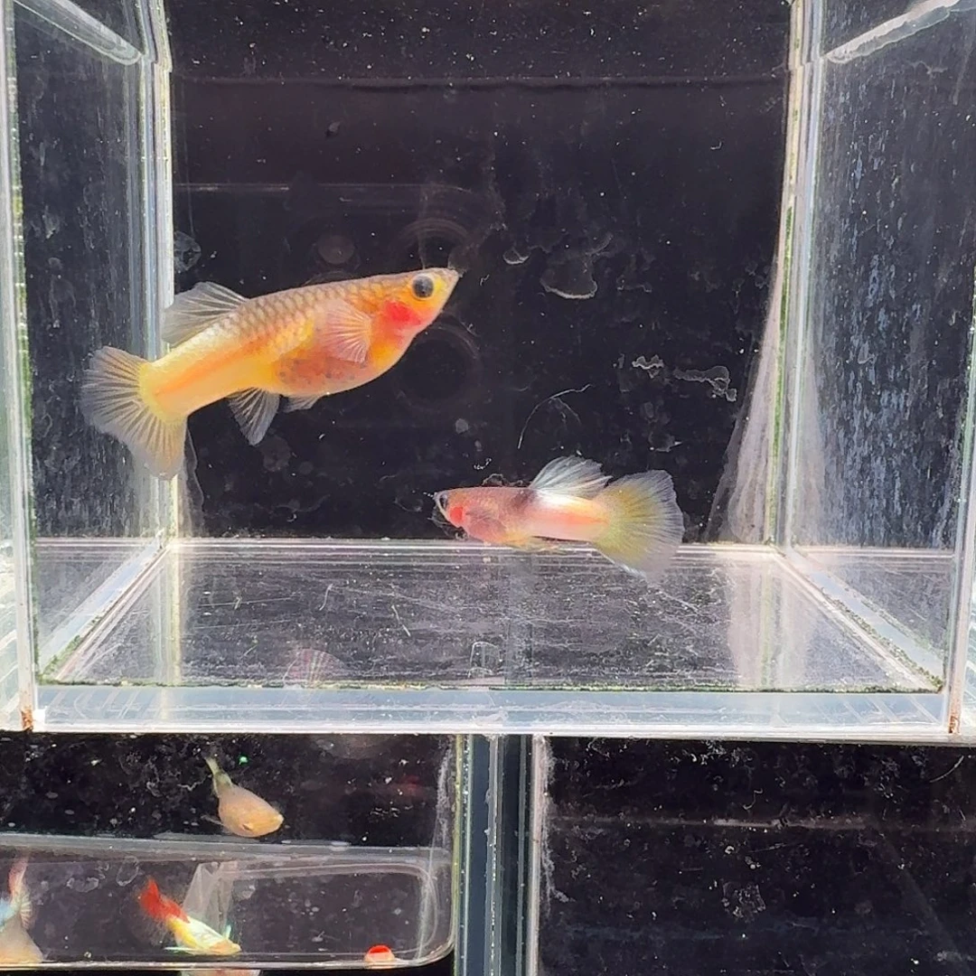 孔雀鱼粉猫1对孔雀鱼