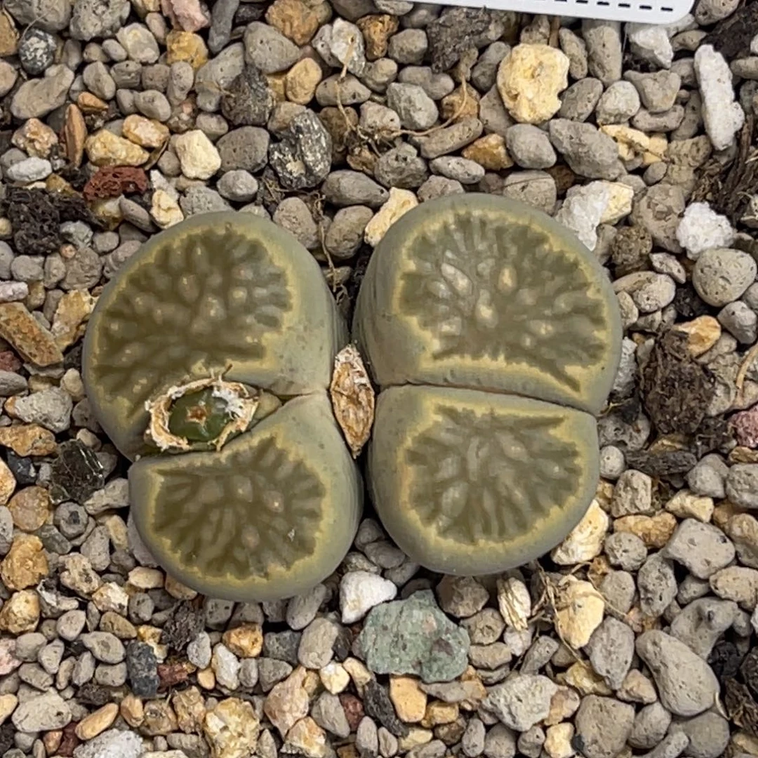 4985双头柠檬菊1母本