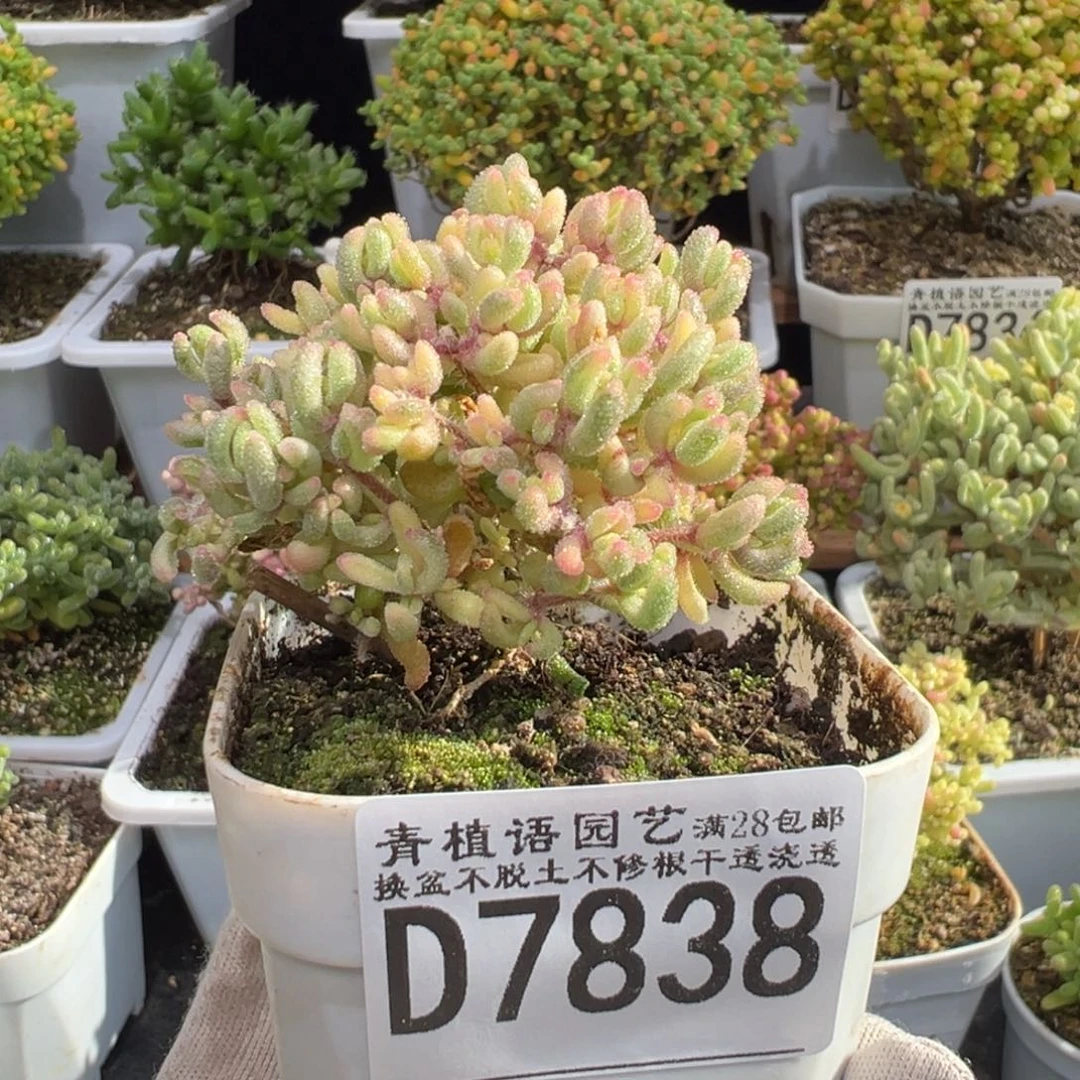 D7838红宝石锦枝干