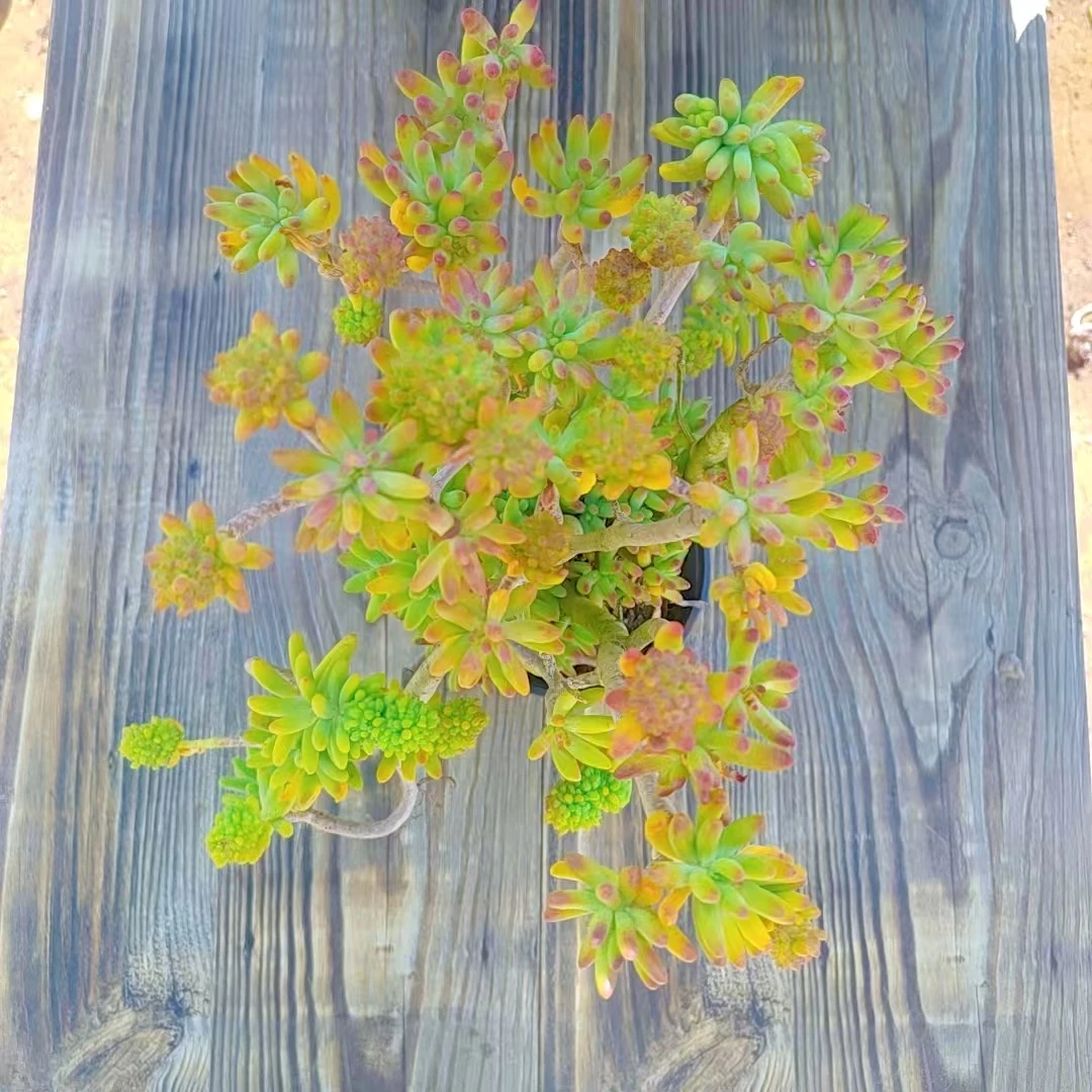 【八千代多肉植物 一颗 满9.9包邮】阳台露台绿植栽种养护