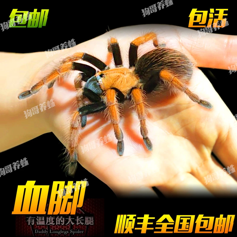 橘色 温顺型 可上手 墨西哥血脚蜘蛛宠物