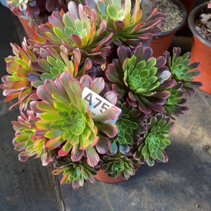 瑞妈，，。。。752朝霞，