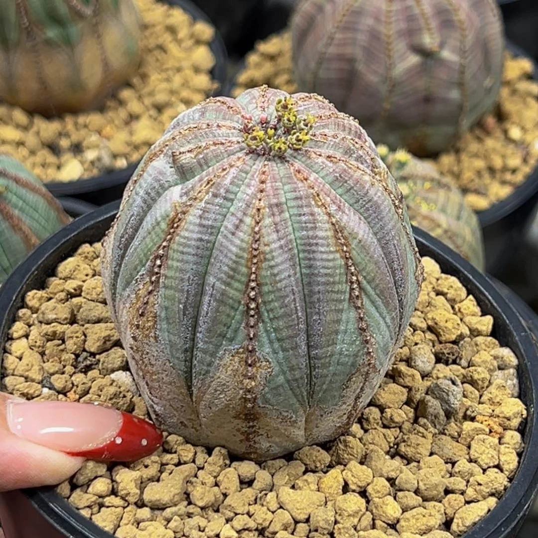 康**?m康康专拍欧系老花友复购