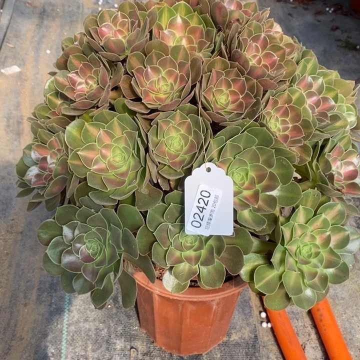 02420粉女巫中搬多肉植物
