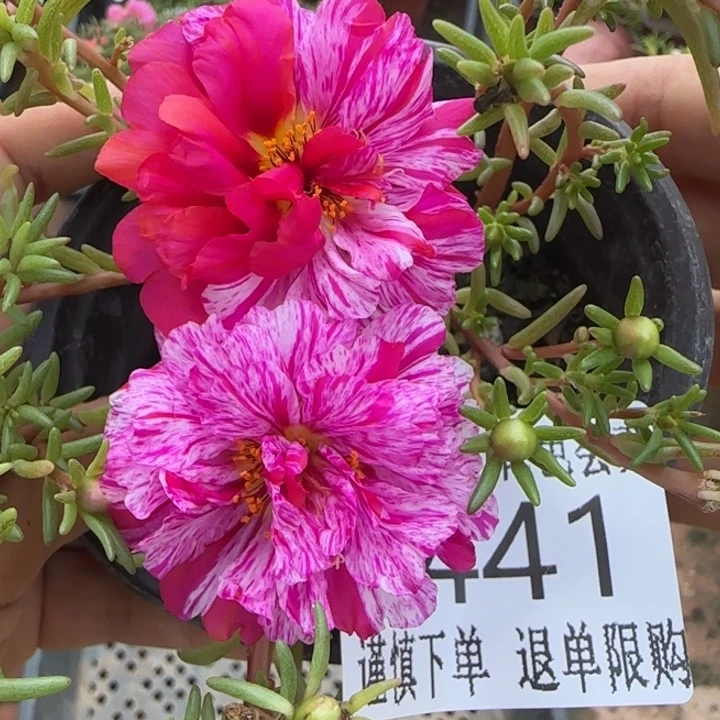无花朵H441超小苗盆口10cm