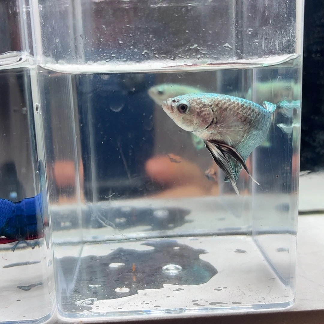斗鱼泰国斗鱼直播185
