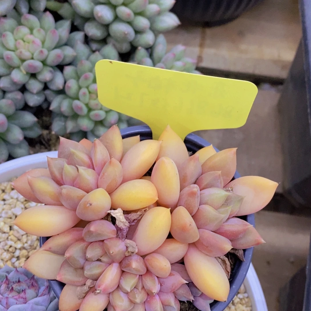 多肉植物，一组自拍可以拍