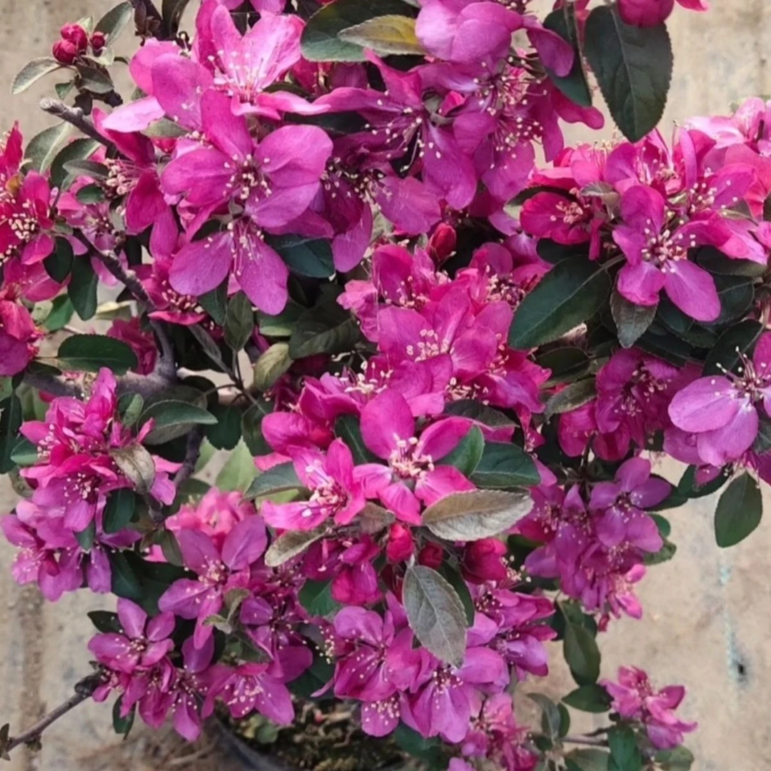 【直播专享】海棠老桩净化空气乔木花卉耐寒室内外重瓣常开