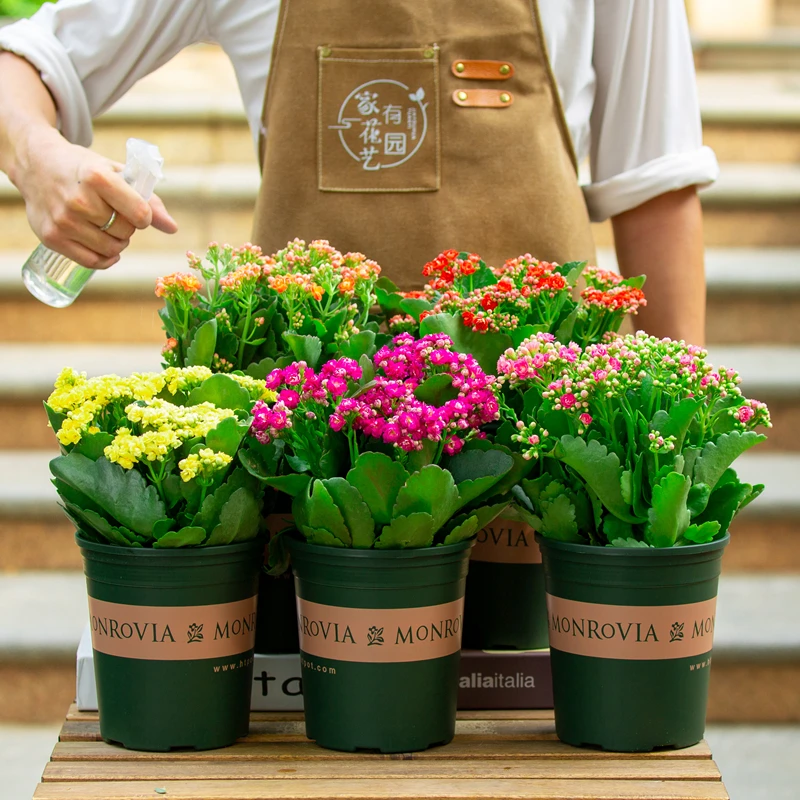 重瓣长寿花盆栽带花苞大盆开花好养室内阳台植物四季花卉绿植花苗
