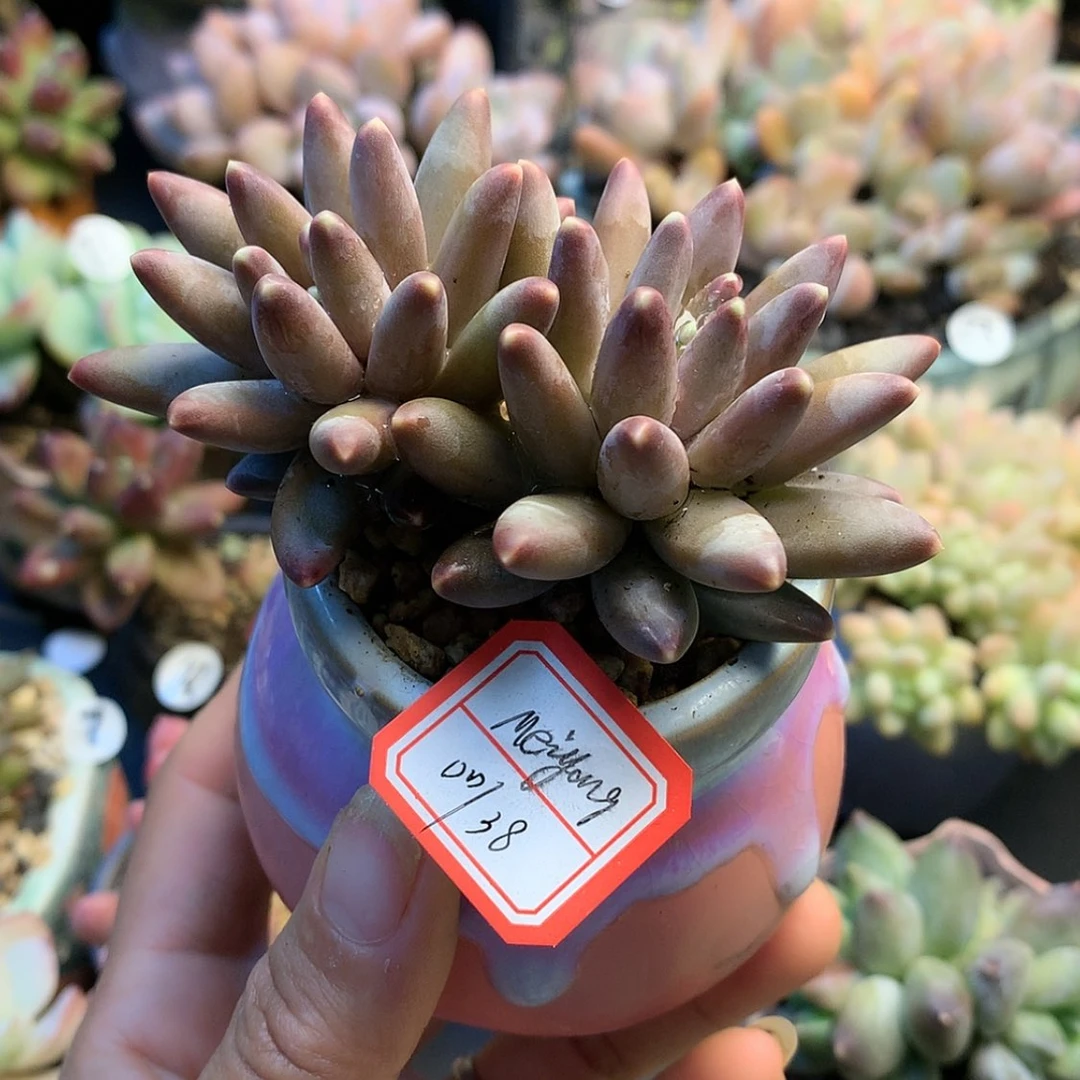 【闪购商品】meiyang带盆再送1