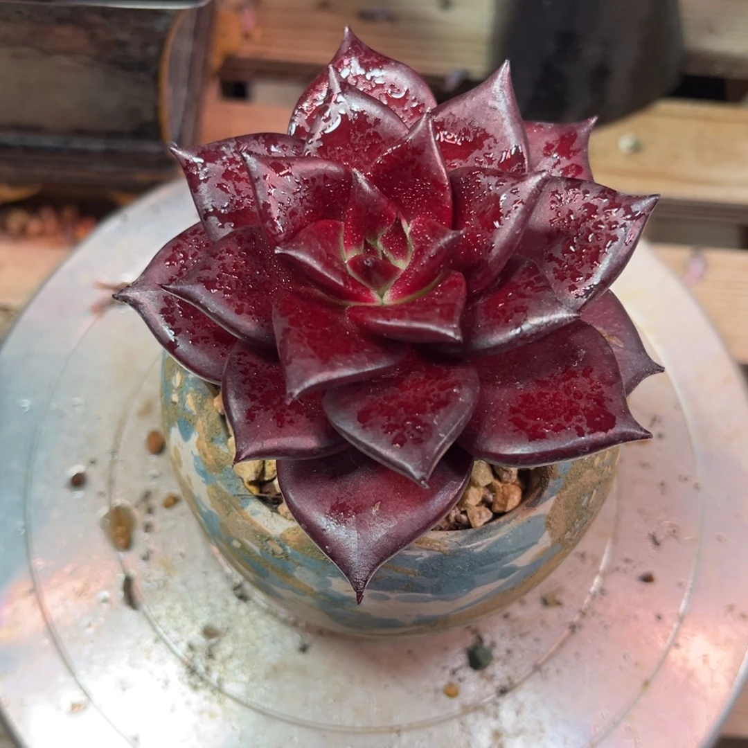 红苹果duotujinjinnin