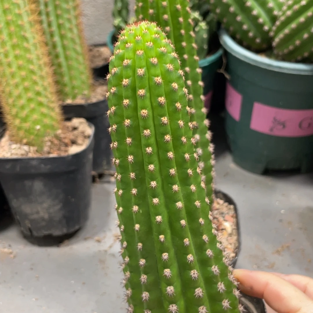 进口金妞金4自根一杯